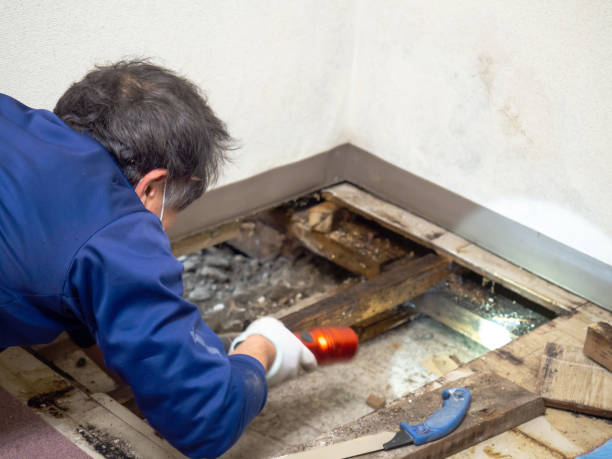 Best Mold Damage Repair  in Ringgold, GA