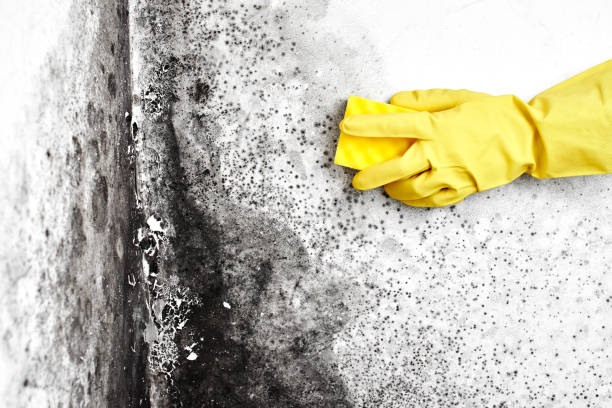 Best Mold Testing  in Ringgold, GA